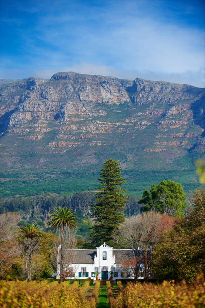 cape dutch homestead e wine estate beleza - south africa cape town winelands constantia - fotografias e filmes do acervo