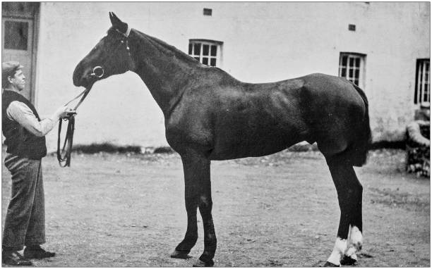 istock Antique vintage black and white photo: Racing horse 1155657407