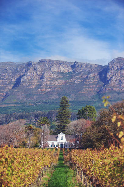 herdade holandesa do cabo e propriedade do vinho na frente da montanha da tabela - south africa cape town winelands constantia - fotografias e filmes do acervo