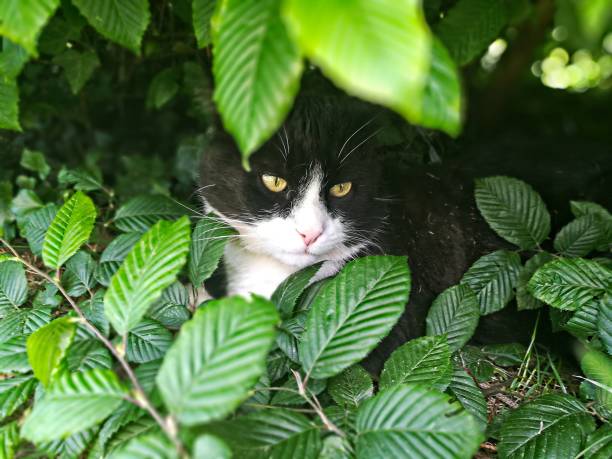 istock hunting cat in a bush 1155657624