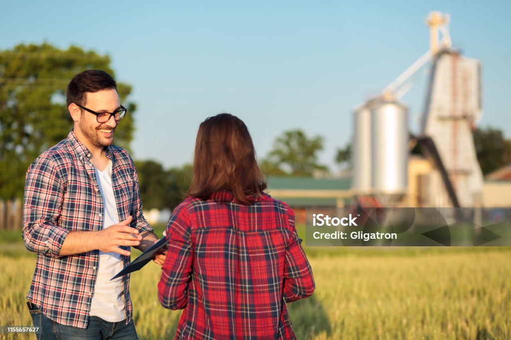 Two happy young female and male farmers or agronomists talking in a wheat field, consulting and discussing Two happy young female and male farmers or agronomists talking in a wheat field, consulting and discussing. Inspecting fields before the harvest. Organic farming and healthy food production Farmer Stock Photo