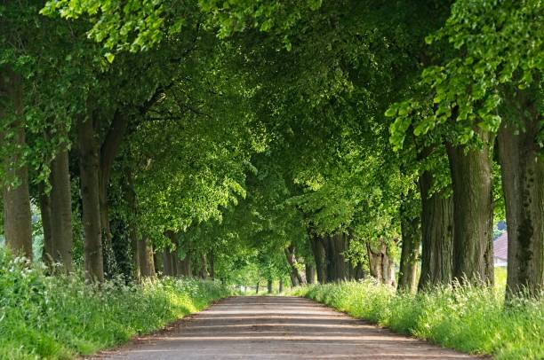 istock Country road running through tree alley 1155657754