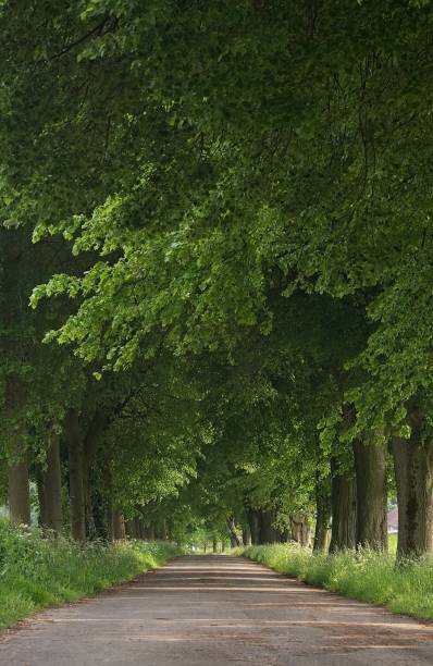 istock Country road running through tree alley 1155657772
