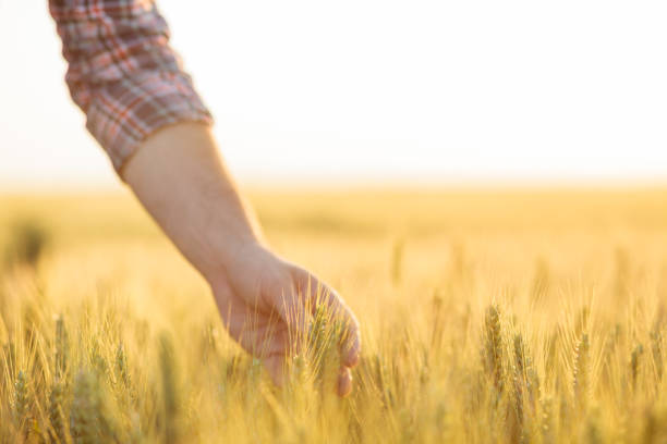 primo primo passo della mano di un agricoltore che tiene un gambo di pianta di grano in un campo - seed human hand wheat cereal plant foto e immagini stock