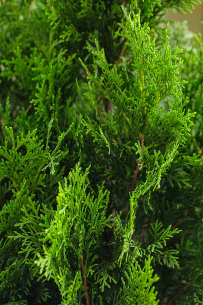 thuja branches Texture of green thuja branches, macro closeup shot chinese arborvitae stock pictures, royalty-free photos & images