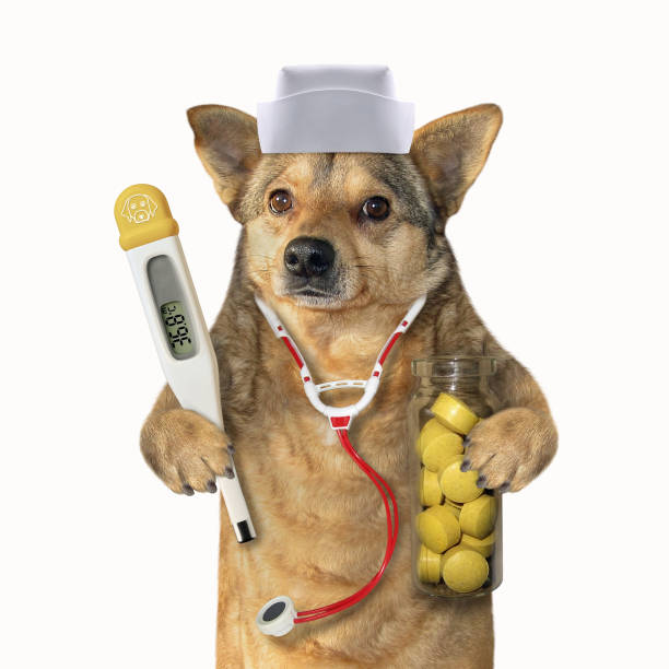 istock Dog doc with medical instruments 2 1155664473