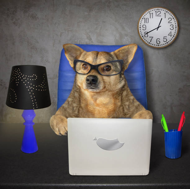 istock Dog works at the table 2 1155664489