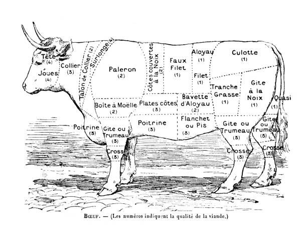 ilustrações de stock, clip art, desenhos animados e ícones de cow with description of meat for the butcher in french - carne talho