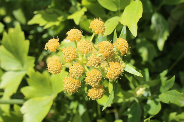 levisticum officinale, powszechnie nazywany lubczyk roślin, zioła, przyprawy, liście i żółte kwiaty, nasiona z mojego ekologicznego ogrodu, fotografia makro - levisticum officinale zdjęcia i obrazy z banku zdjęć