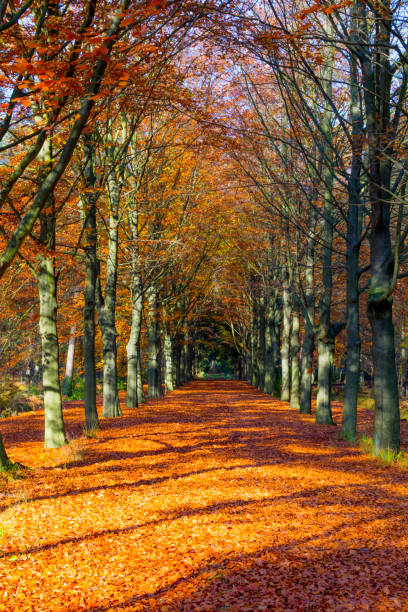 istock Autumn avenue with trees lined up on a sunny day 1155666375