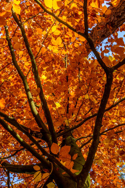istock Autumn leaves in a tree on a sunny day 1155666574