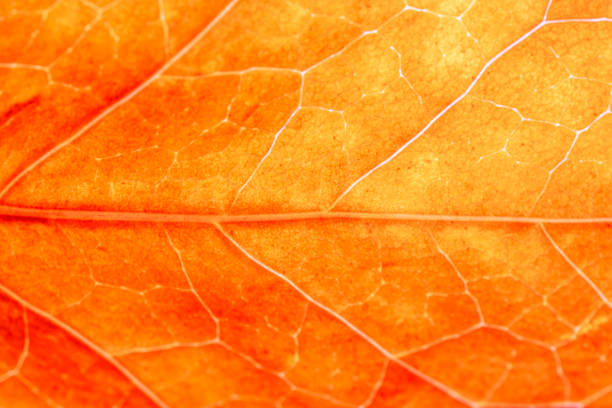 istock Extreme close up background texture of backlit autumn leaf veins 1155667165