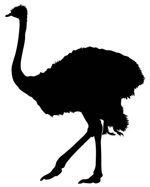 African ostrich Wild African ostrich on a white background ostrich silhouette stock illustrations
