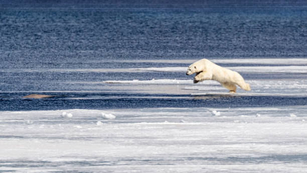 Young polar bear takes on a beluga whale Young and inexperienced polar bear tries to take on a young beluga whale at the edge of the fast ice in Svalbard, a Norwegian archipelago between mainland Norway and the North Pole. beluga whale jumping stock pictures, royalty-free photos & images