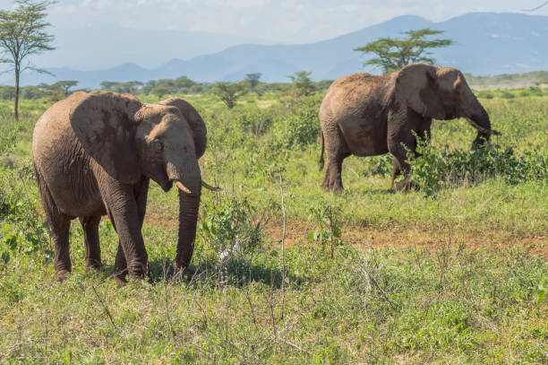 istock Two elephants in Samburu Park busy taking 1155669760