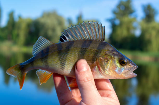  man holding a fish caught in the winter