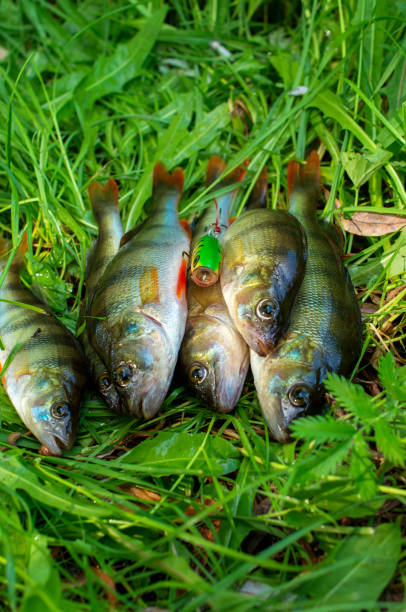istock group of caught perch fish and bait 1155672928
