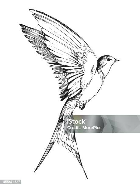 Vetores de Esboço De Uma Andorinha Do Vôo Entregue A Ilustração Desenhada Convertida Ao Vetor e mais imagens de Pássaro