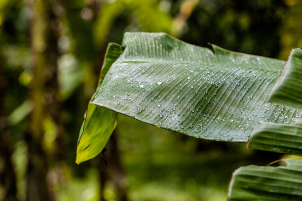 istock The water droplets on leaves after rain. 1155675197