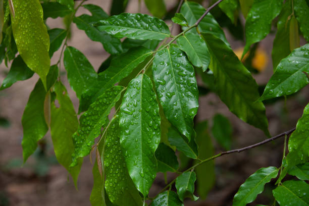 istock The water droplets on leaves after rain. 1155675425