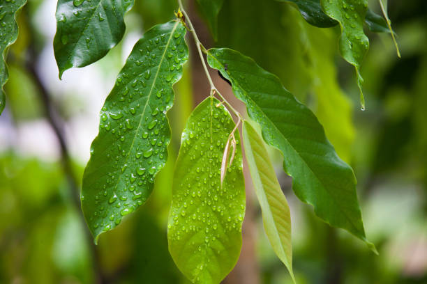 istock The water droplets on leaves after rain. 1155675588