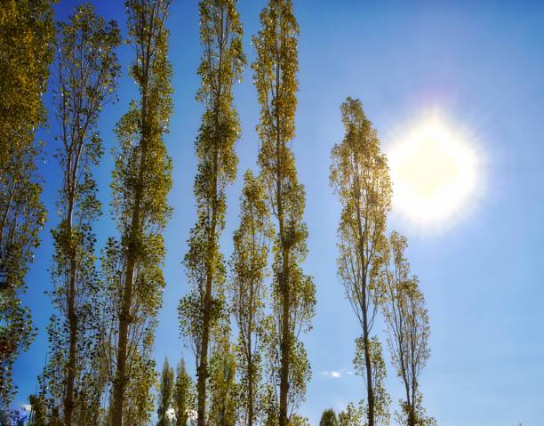 istock KASHMIR LADAKH DIARIES 2019 1155676025