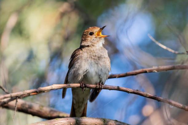 nightingale sings a song sitting in the crown of trees - passerine imagens e fotografias de stock
