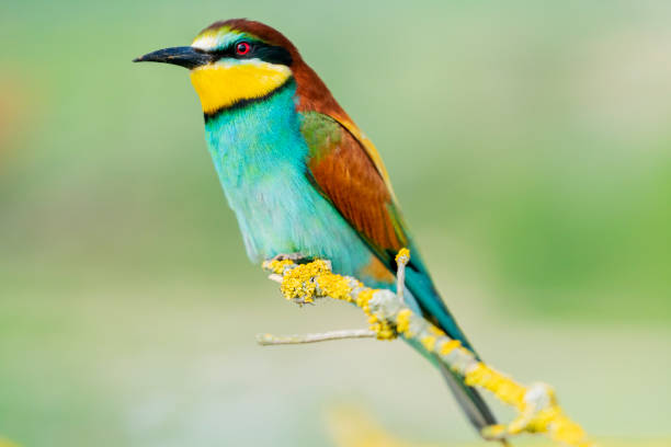 istock bee-eater sits on a beautiful mossy branch 1155676118