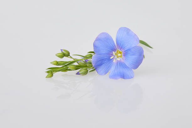 Blue Flax flowers on white stock photo