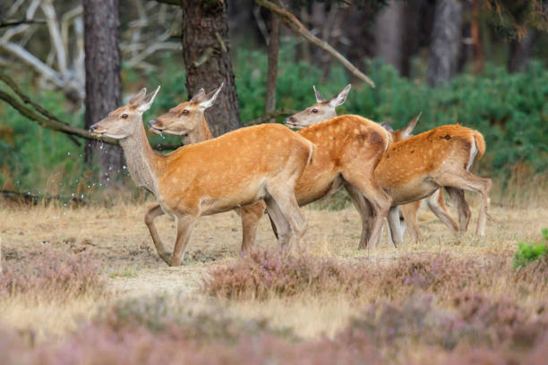 istock red deer females drinking 1155678817