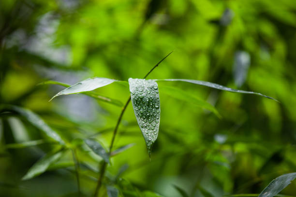 The water droplets on leaves after rain. Water droplets on leaves after rain. 7944 stock pictures, royalty-free photos & images