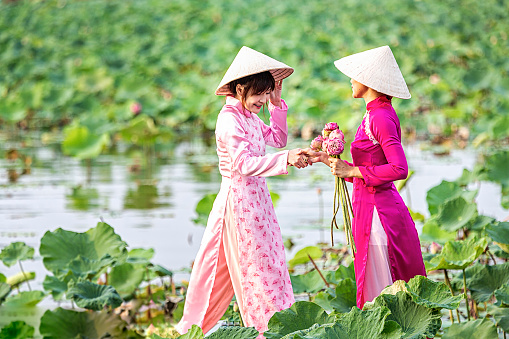 Water lilies on hand. Two Vietnamese woman is sitting on a wooden boat and collecting pink lotus flowers. Female boating on lakes harvest Pink Lotus flower. The flooding season there are many water lilies on the lakes.