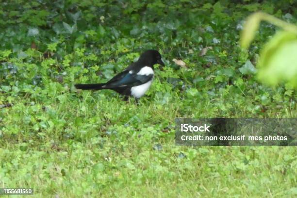 Vogelkuchen Stockfoto und mehr Bilder von Echte Elster - Gattung - Echte Elster - Gattung, Einzelnes Tier, Fotografie