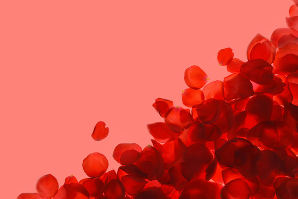 istock Red coral pink rose petals pattern on trendy coral background, isolated. 1155683676
