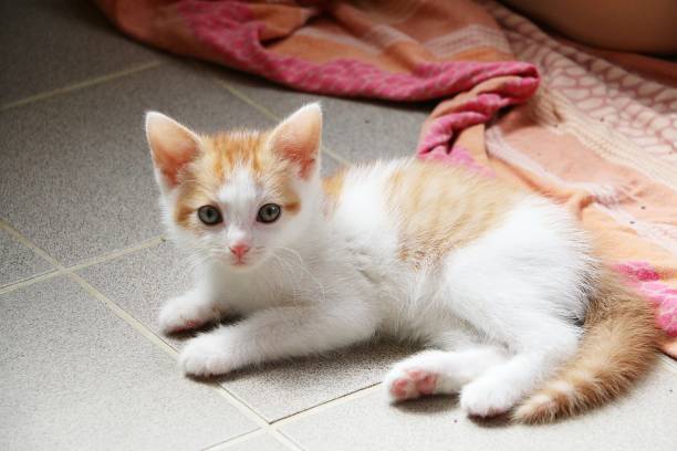 istock beautiful small white and red kitten is lying on the floor 1155683693