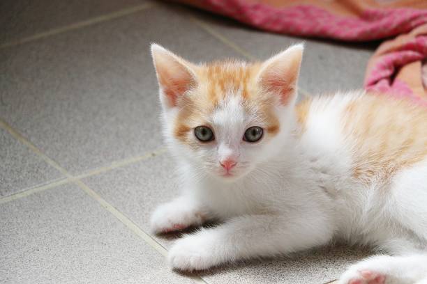 istock beautiful small white and red kitten is lying on the floor 1155683724