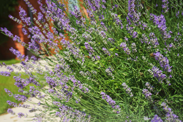 istock Lavender growing on villa house yard, violet flower buds on a blurred background. 1155683997