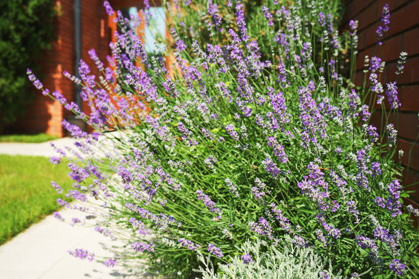 istock Lavender growing on villa house yard, violet flower buds on a blurred background. 1155684105