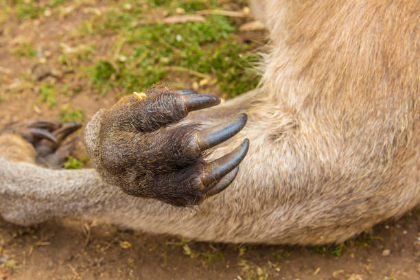 closeup of eastern grey kangaroo arms and claws