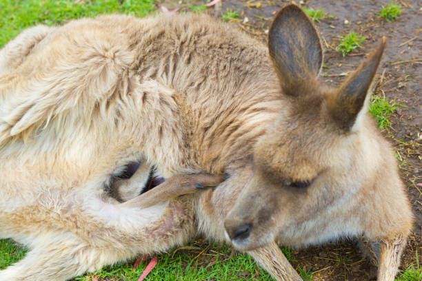 kangourou gris oriental de joey dans la poche - joey kangaroo young animal feeding photos et images de collection