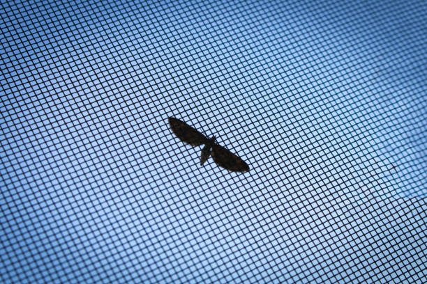 istock Moth on the window grid. Against the blue sky. 1155685677