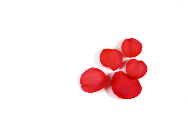 istock Red coral pink rose petals pattern on white background, isolated. 1155686449