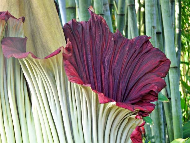 istock Corpse Flower (Amorphophallus titanum) - rare flower known for it's putrid smell 1155686755