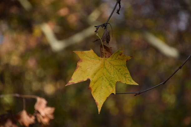 istock Yellow brown leaf on tree branch closeup autumn fall winter 1155689422