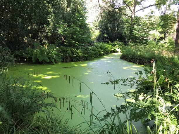 istock Marsh swamp nature green wild forest pond landscape 1155689528