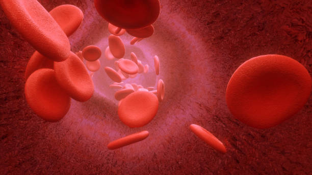 istock 3d render Blood cells flowing through arteries or veins 1155689649