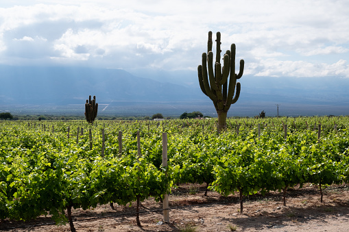 Giant cactus trees in the middle of an Argentine vineyard in the Northwest, Salta region. The city of Cafayate was able to grow strongly in the early 20th century, thanks to the growing wine industry