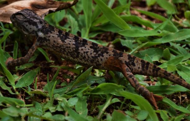 istock Chameleon walking in grass closeup reptile colours nature 1155691778