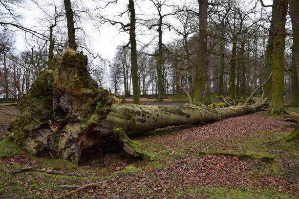 istock Fallen dead cut uprooted tree in forest autumn winter nature landscape 1155691785