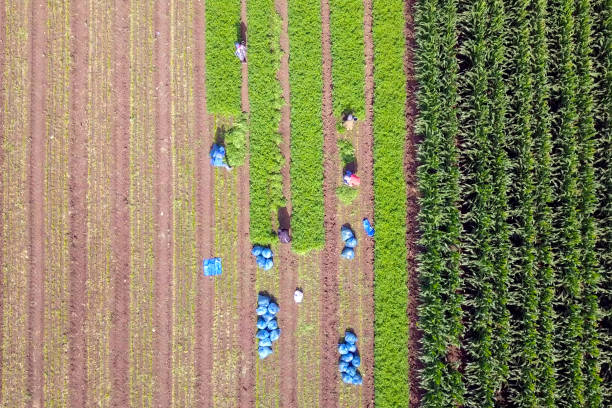 istock Organic farm work. Aerial image of workers manually picking fresh Parsley. 1155693460